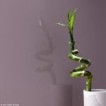 1080627-lacobel-metal-taupe-samir-martinique 1080627-lacobel-metal-taupe-samir-martinique